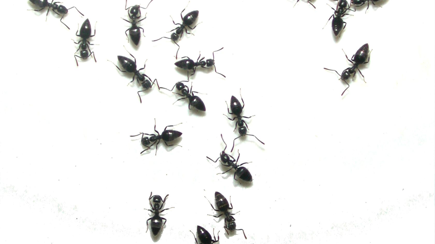 Desinfección de plagas en Tenerife